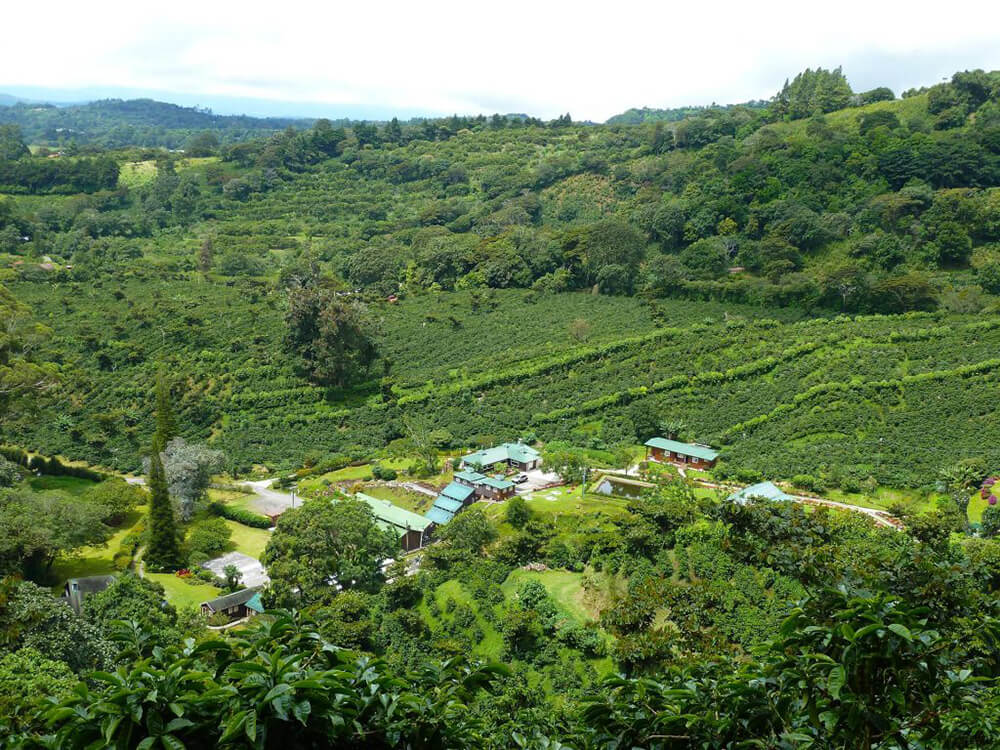 Panama La Esmeralda farma
